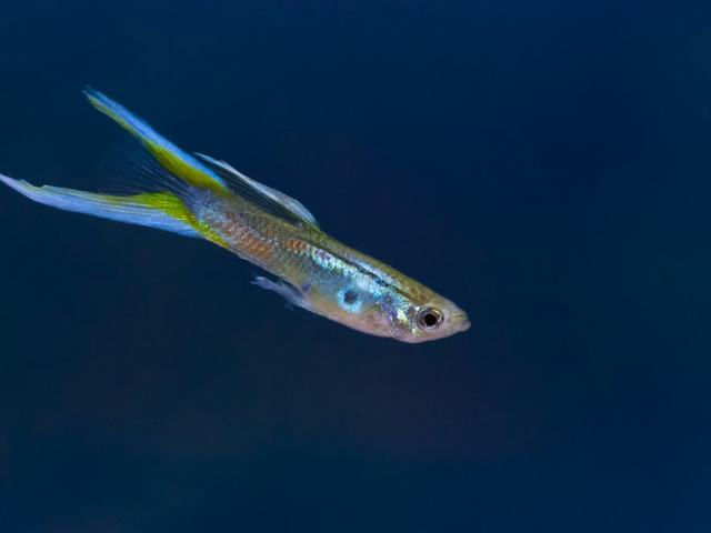 Guppy Platinum White (ảnh minh hoạ)