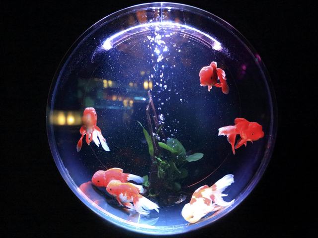 Ranchu mini (ảnh minh hoạ)