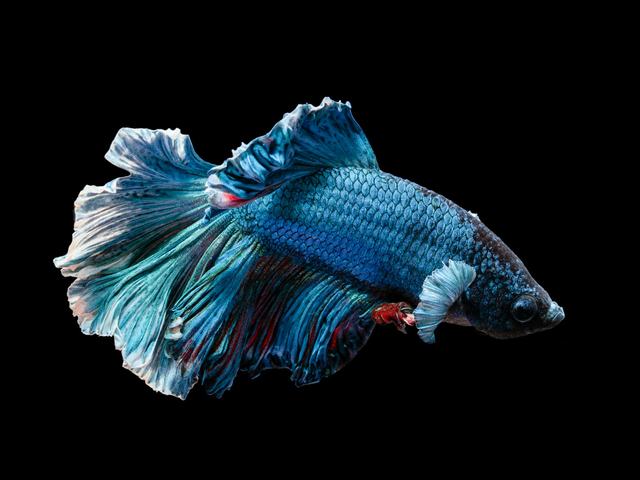 Betta Halfmoon xanh (ảnh minh hoạ)