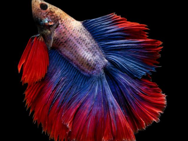 Betta Plakat Full Moon (ảnh minh hoạ)
