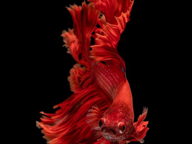 Betta Rosetail đỏ (ảnh minh hoạ)