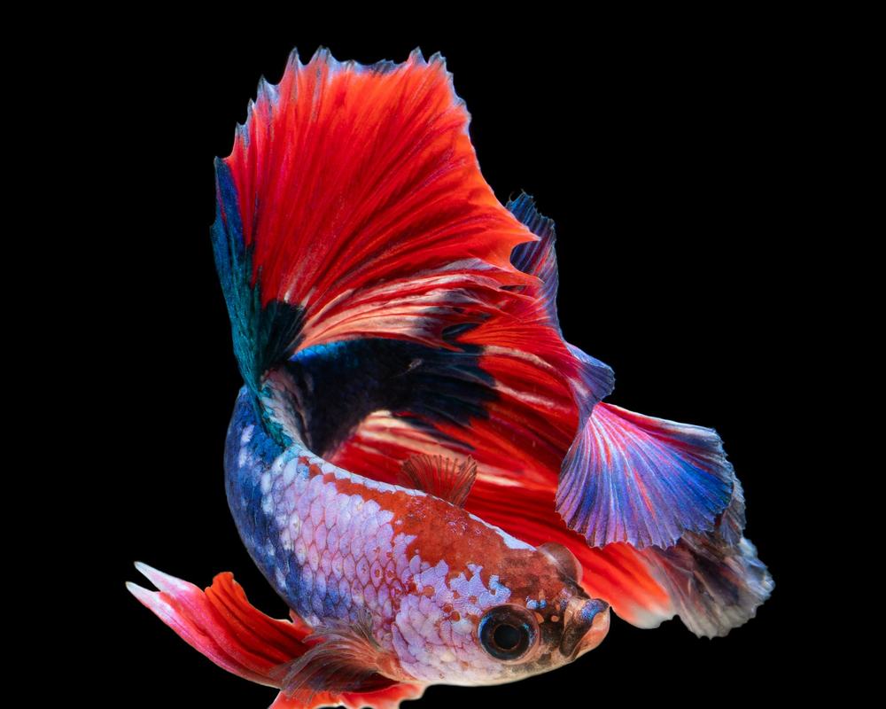 Betta & cá khác (ảnh minh hoạ)