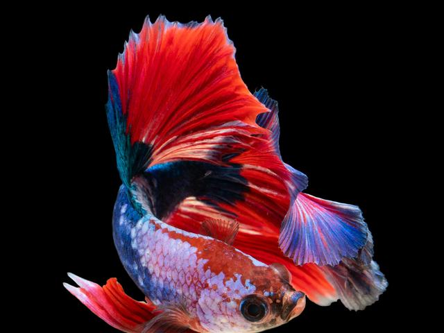 Betta Halfmoon đỏ xanh (ảnh minh hoạ)