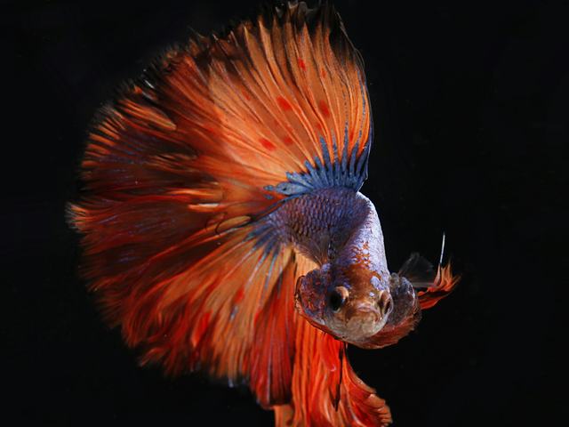Betta đỏ bạc (ảnh minh hoạ)