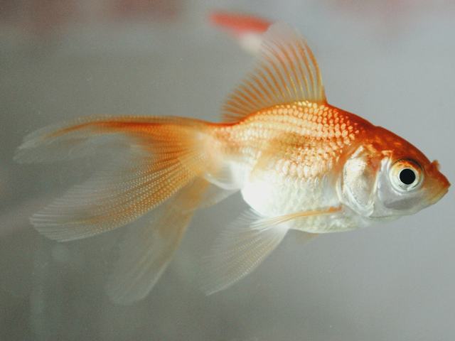 Oranda vàng cam (ảnh minh hoạ)
