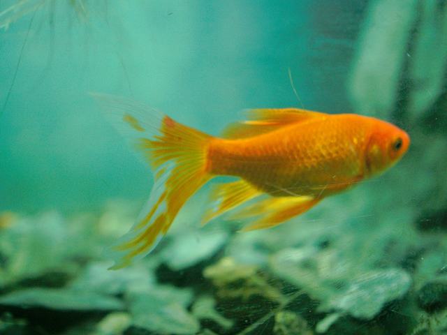 Lionhead vàng (ảnh minh hoạ)