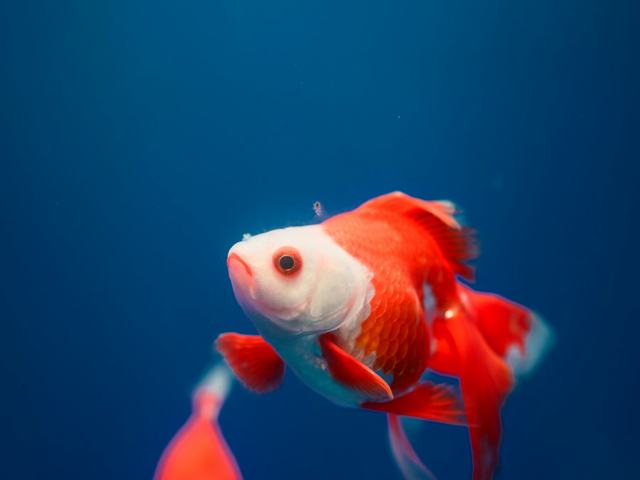 Ranchu đỏ trắng (ảnh minh hoạ)