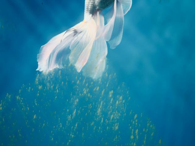 Oranda trắng tuyết (ảnh minh hoạ)