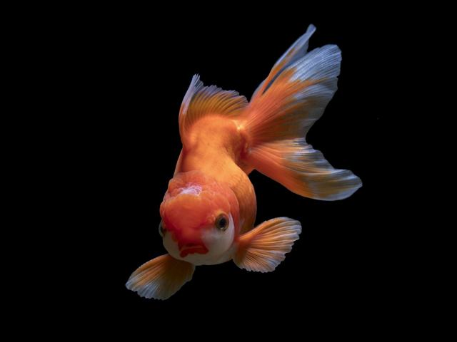 Ranchu cam Sakura (ảnh minh hoạ)