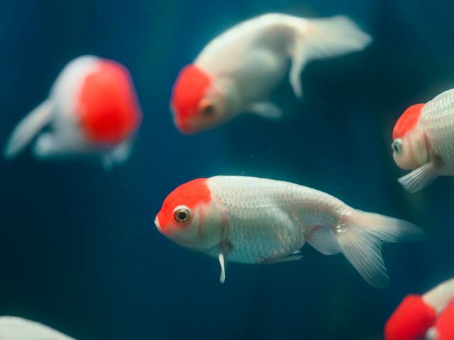 Oranda đầu đỏ (Red Cap) (ảnh minh hoạ)