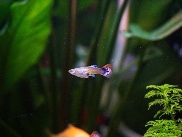 Guppy Blue Moscow (ảnh minh hoạ)