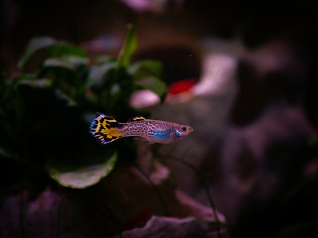 Guppy Mosaic Tail (ảnh minh hoạ)