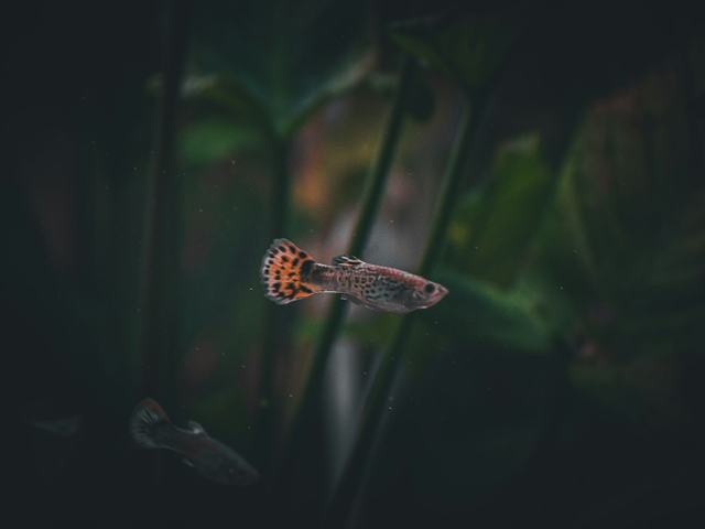 Guppy Tuxedo (ảnh minh hoạ)