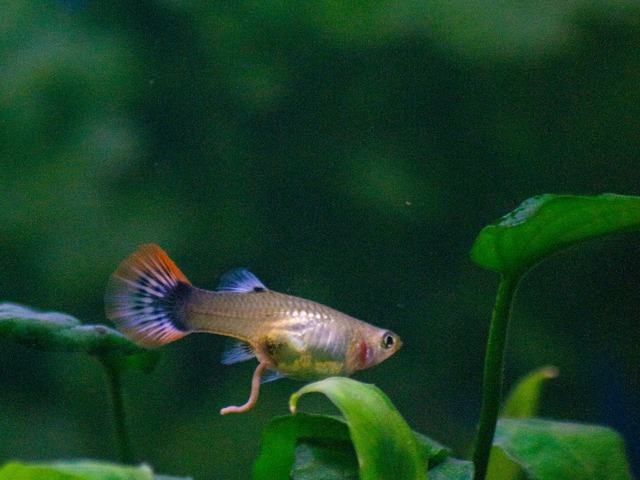 Guppy Blue Grass (ảnh minh hoạ)
