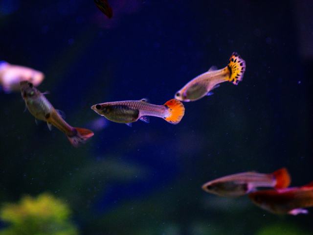 Guppy Full Red (ảnh minh hoạ)