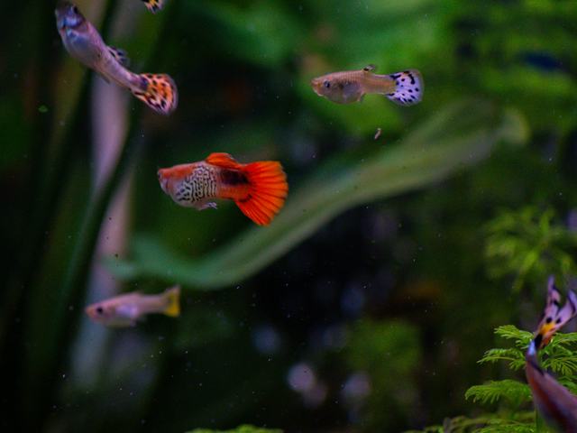 Guppy Red Cobra (ảnh minh hoạ)