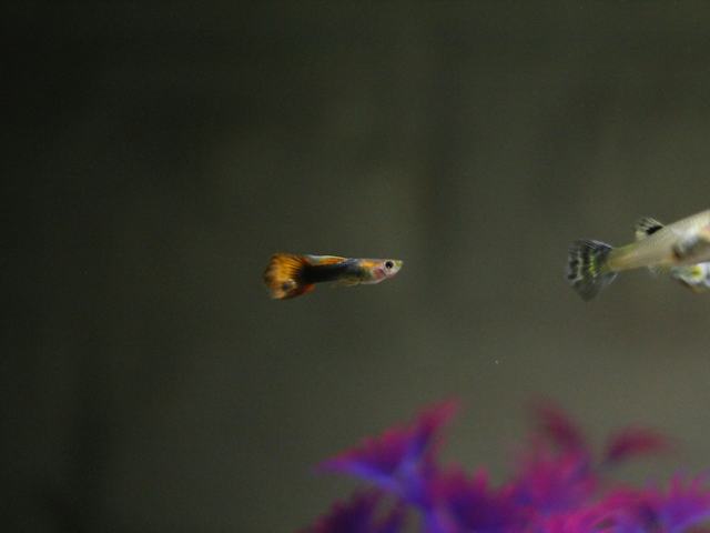 Guppy Dumbo Ear (ảnh minh hoạ)