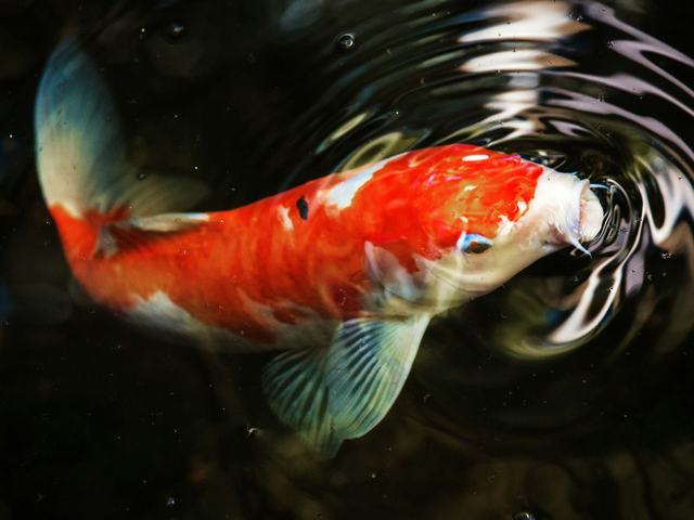 Koi mini Kohaku (ảnh minh hoạ)