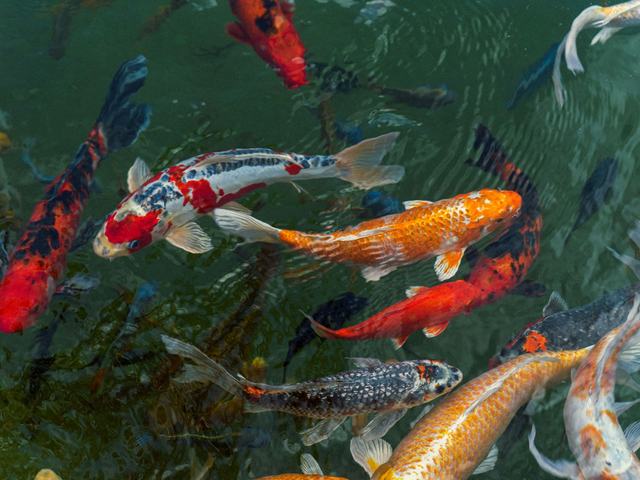 Koi mini hỗn hợp (ảnh minh hoạ)