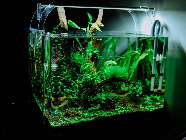 Bể thuỷ sinh mini 30cm (ảnh minh hoạ)