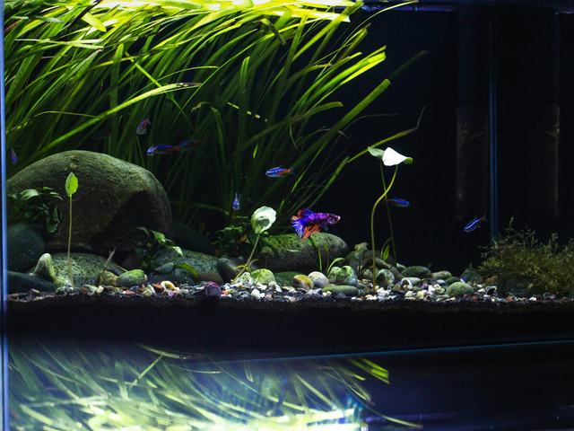 Bể ngang 90cm (ảnh minh hoạ)