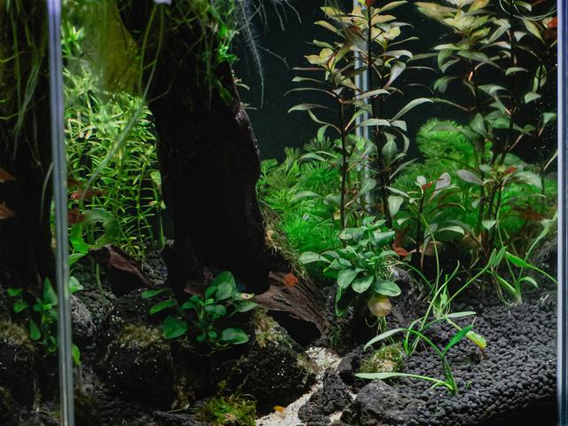 Bể kính 60cm trọn bộ (ảnh minh hoạ)