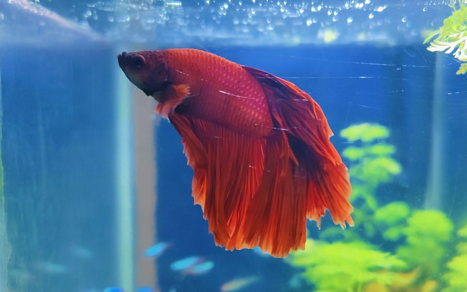 Betta nuôi một mình hay nuôi ghép?