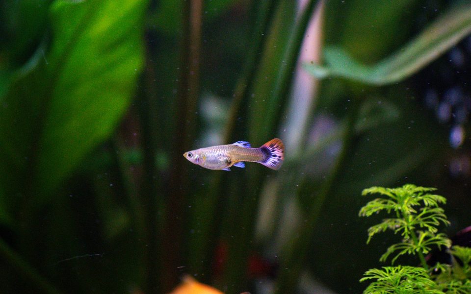 Guppy đực – cái: cách phân biệt và tỉ lệ nên nuôi